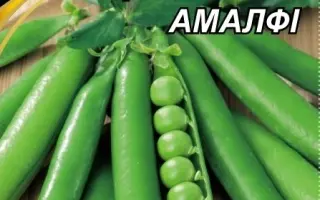 AMALFI / АМАЛФІ