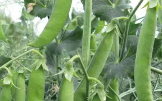 Bastion / Бастіон