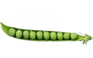 VIVADO / ВІВАДО