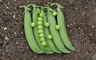 GLORIVERT / ГЛОРІВЕРТ