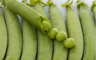 Grundy / Грюнді