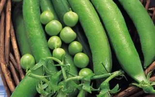 Design / Дезайн