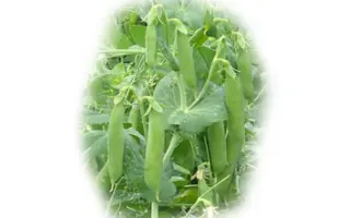 Donana / Донана