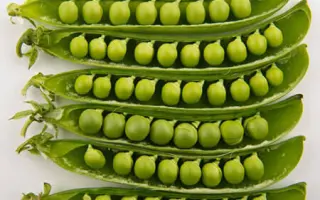 Dragon / Драгон