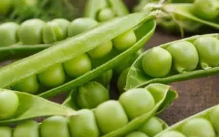 Geneva / Женева