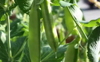 ZONVERT / ЗОНВЕРТ