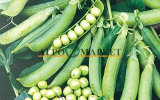 Prelado / Преладо