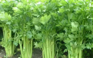 Sienna / Сіенна