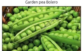 Bolero / Болеро