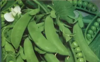 Cetris / Цетрис