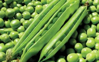 Lambado / Ламбадо