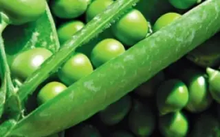 LEHEL / ЛЕГЕЛЬ