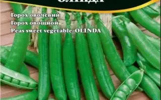 OLINDA / ОЛІНДА