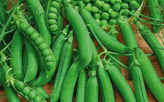 ORIENT / ОРІЄНТ