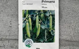 Primana / Прімана