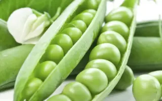 SABRINA / САБРІНА