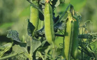 Standana / Стандана