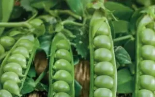 Talbot F1 / Талбот F1