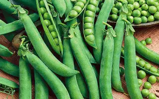 Urbana / Урбана