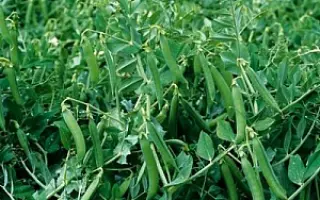 CHERGUI / ЧЕРГУІ