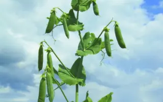 Sherwood / Шервуд