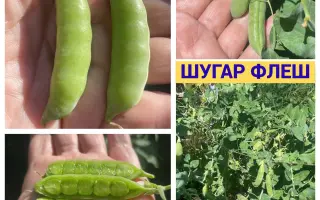 SUGAR FLASH / ШУГАР ФЛЕШ