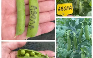 Aвола АС / Авола АС