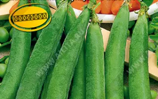 Hunter / Гунтер