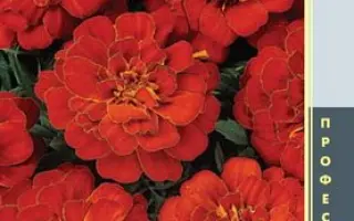 Durango / Дюранго