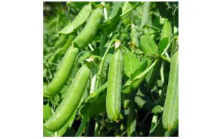 OLLVIST / Оллвіст