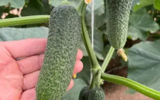 Trilogy / Трілоджі