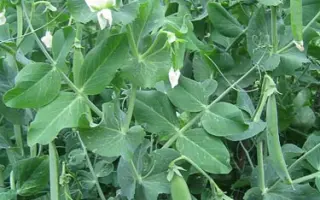 Древлянська