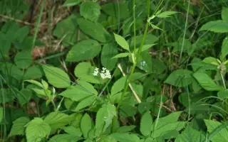 Звягельська / Зв'ягельська