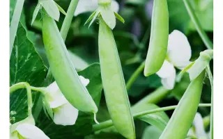 Зерноукисный 92 / Зерноукісний 92