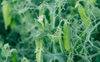 Avenger / Авенгер