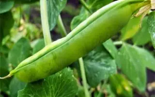 Velvet / Вельвет