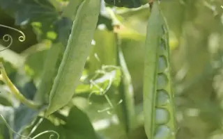 IMPULS / ІМПУЛЬС