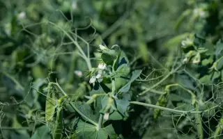 KARENI / КАРЕНІ