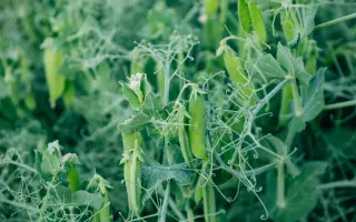 Kingfisher / Кінгфішер