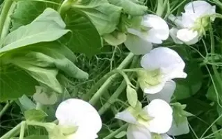 Kleopatra / Клеопатра