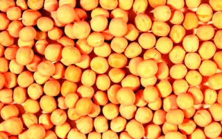 Lessna / Лессна