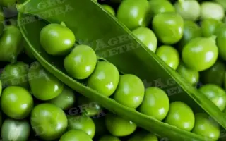 Madonna / Мадонна