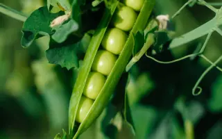 MADRAS / МАДРАС