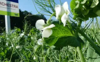 Orchestra / Оркестра