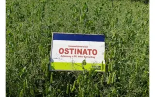 Ostinato / Остінато