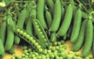 Prophet / Профіт