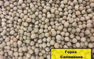 Salamanca / Саламанка