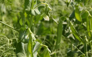 Slovan / Слован