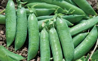 Bohatyr / Богатир чеський