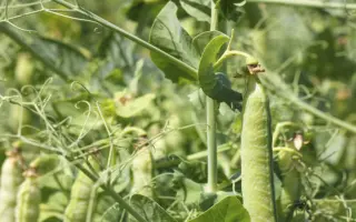 Готівський